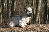 SKYE TERRIER 018